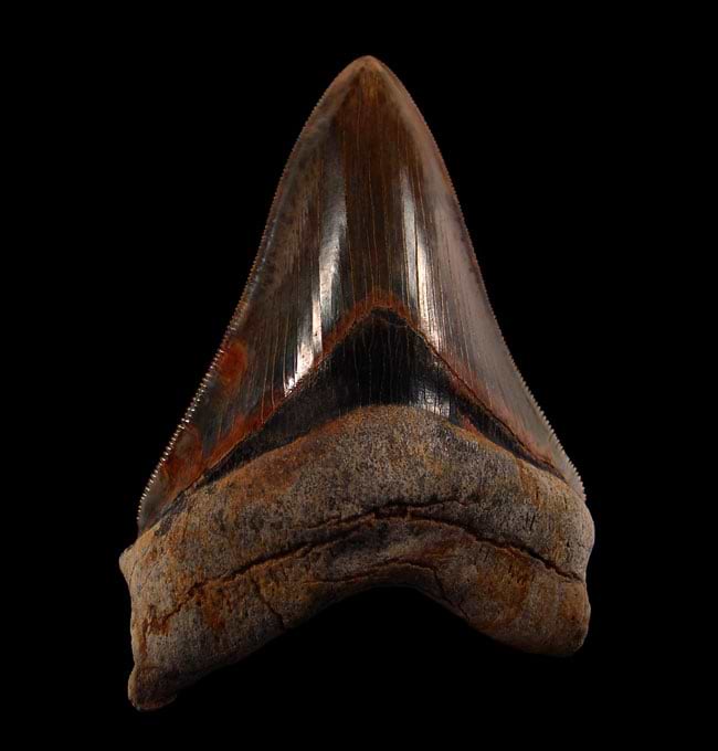 Peru Megalodon Tooth: A Glimpse of Oceanic Giants