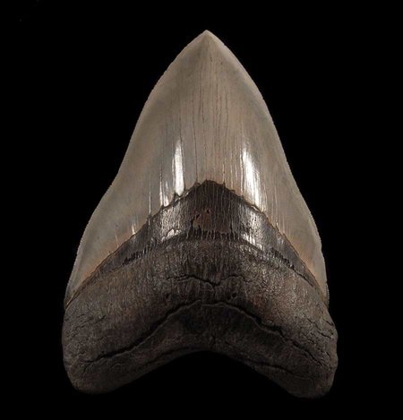 The Megalodon's Mighty Memento: A Journey into the World's Better Tooth