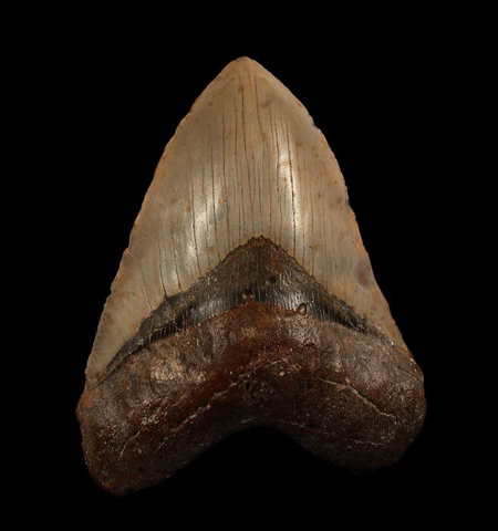 megalodon tooth ledges