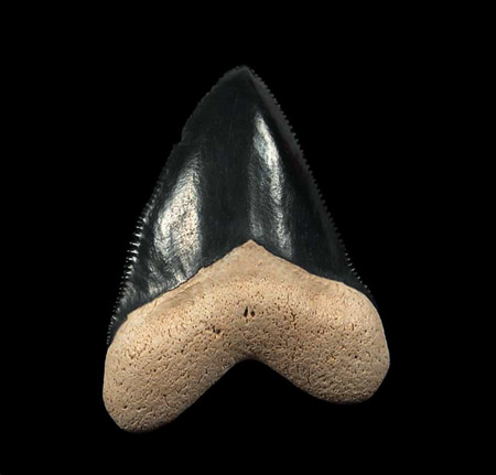 megalodon tooth replica