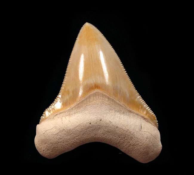 The Bone Valley Megalodon Tooth: A Prehistoric Jewel of Florida