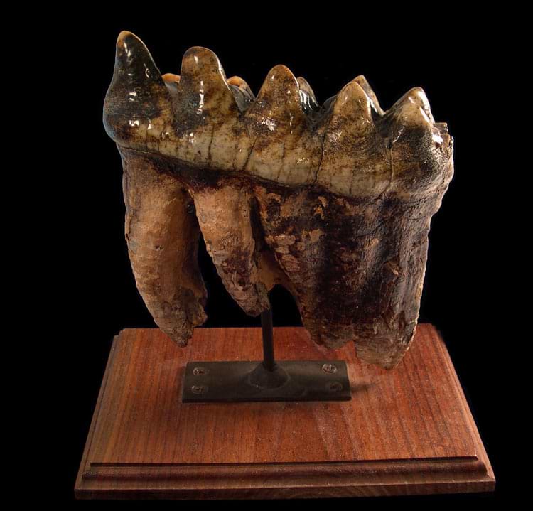 mastodon tooth for sale