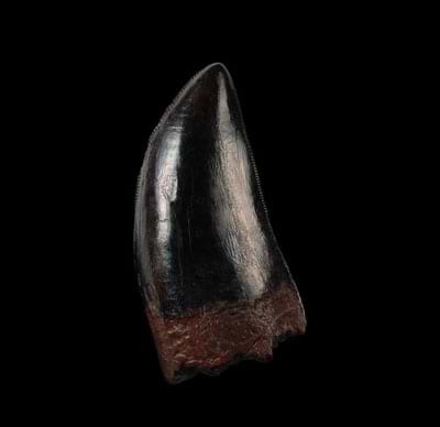 T rex tooth
