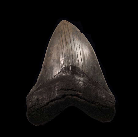 megalodon tooth ebay