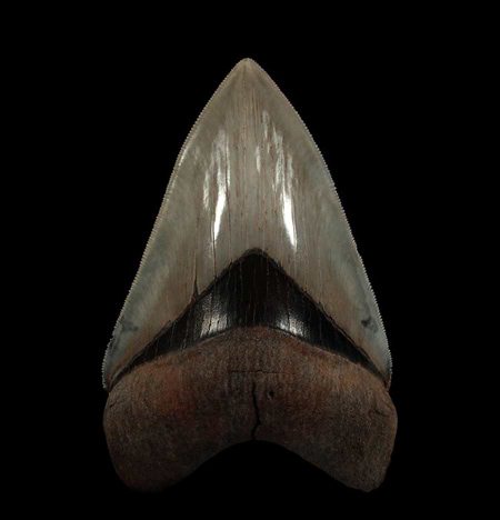 Georgia Megalodon tooth