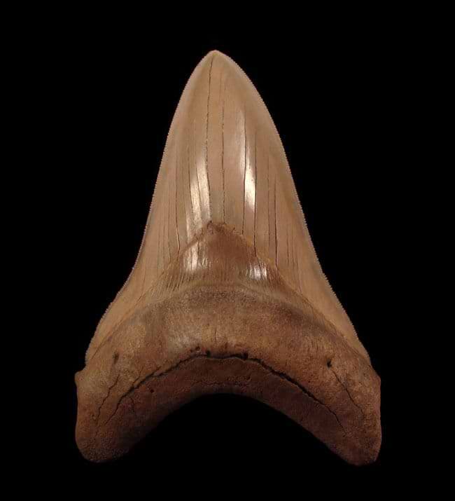 Megalodon tooth for sale