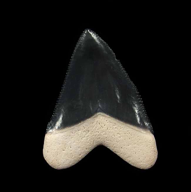 Exploring the Depths of History: Baby Megalodon Teeth and Megalodon Tooth Replicas
