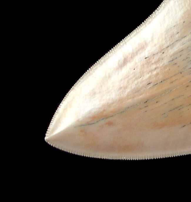 Unveiling the Legacy: Megalodon and Great White Shark Tooth Collectibles