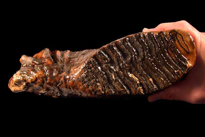 mammoth tooth for sale
