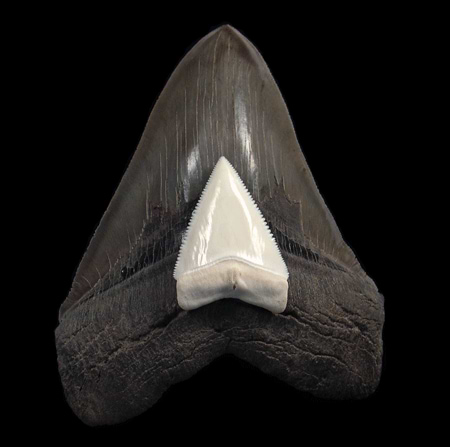 The Battle of Prehistoric Giants: Megalodon Tooth vs. Great White Tooth