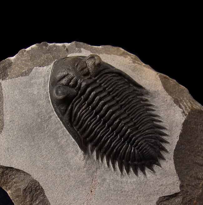 4 Terrific Trilobite Truths That You Should Know About 