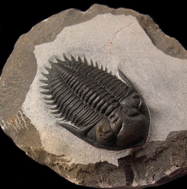 Fossil Facts: 3 Interesting Trilobite Tidbits That May Surprise You