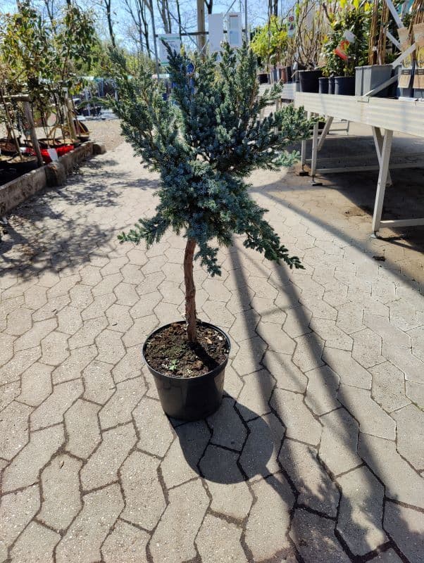 Ene Blå (Juniperus squamata 'Meyeri') Opstammet 50 cm 3 års krone