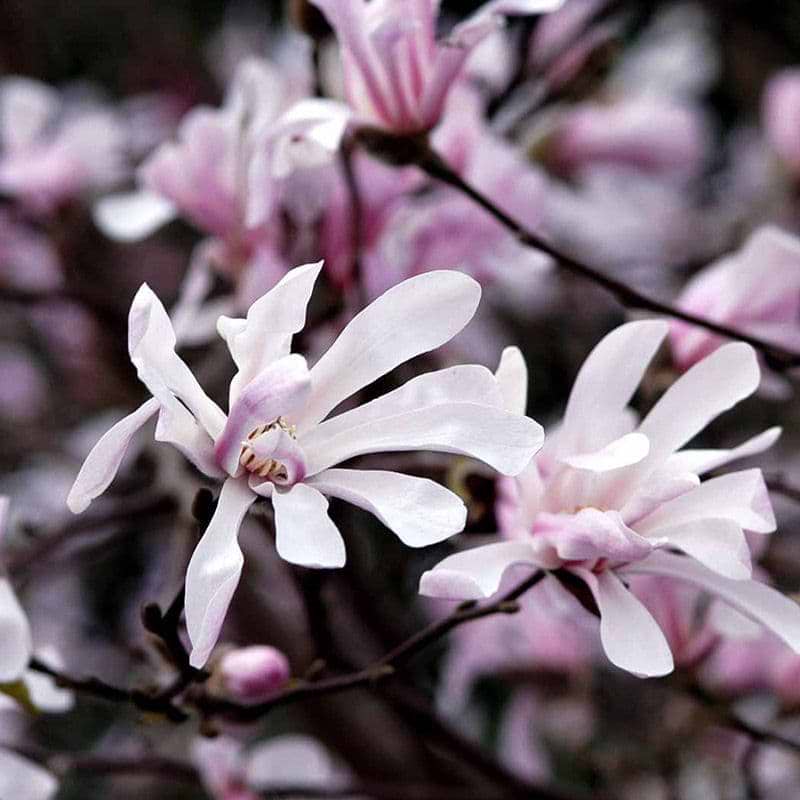 Magnolia (Magnolia X loebneri 'Leonard Messel') Flere varianter 
