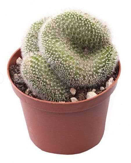 grøn kaktus