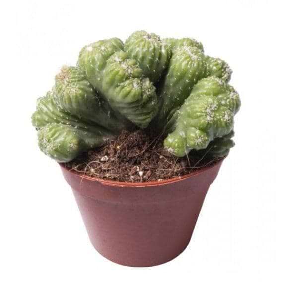 mini kaktus