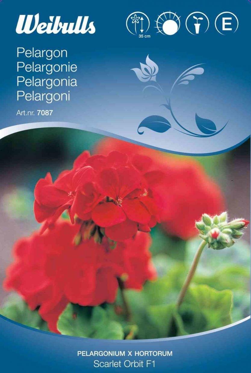 Blomsterfrø (Pelargonie 'Scarlet Orbit F1')