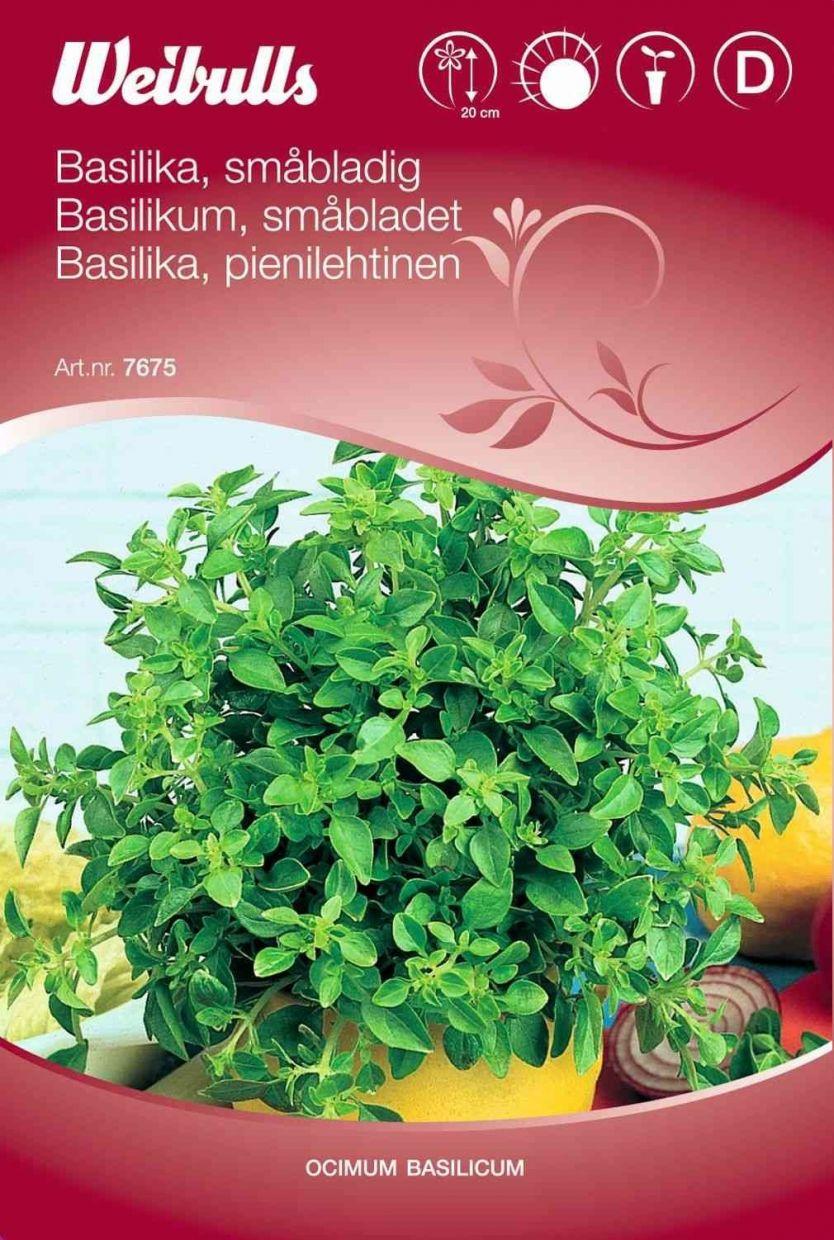 Basilikumfrø (Basilikum Småbladet)