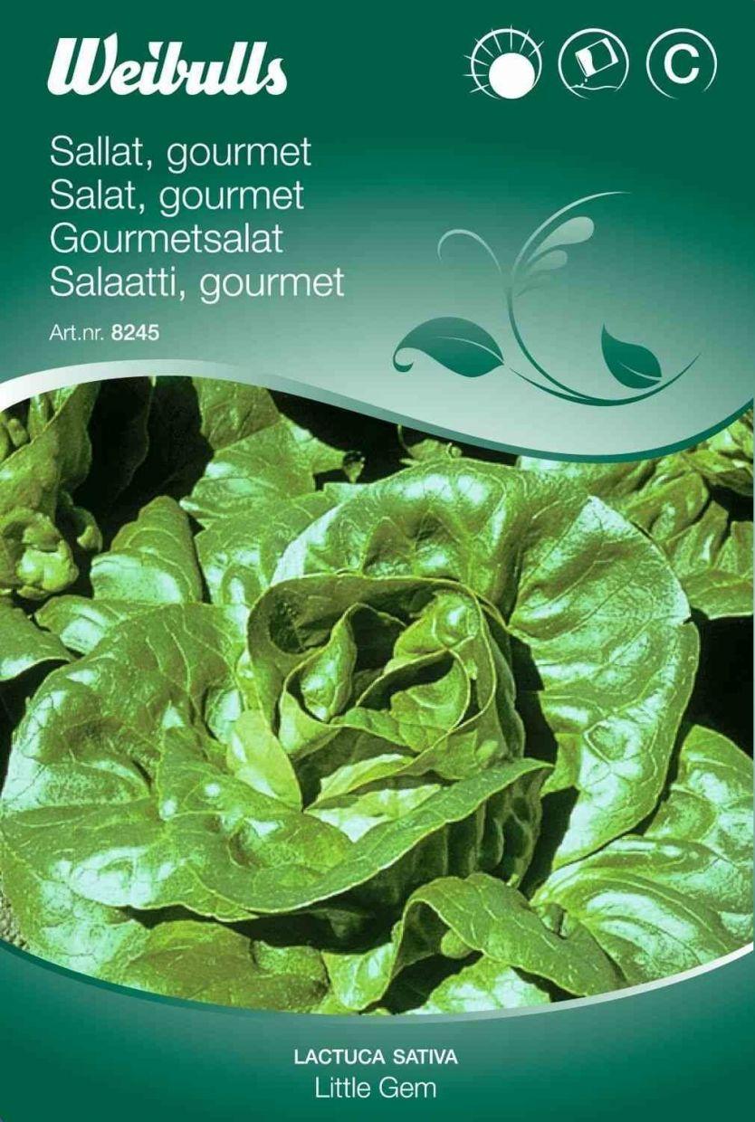 Salatfrø (Gourmet 'Little Gem')