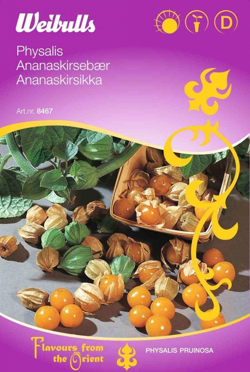 Bærfrø (Ananaskirsebær physalis pruinosa)