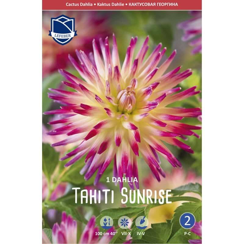 Dahlialøg 'Tahiti Sunrise'