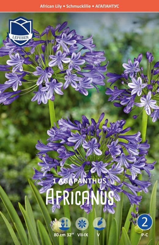 Små blå afrikanske liljer bundt