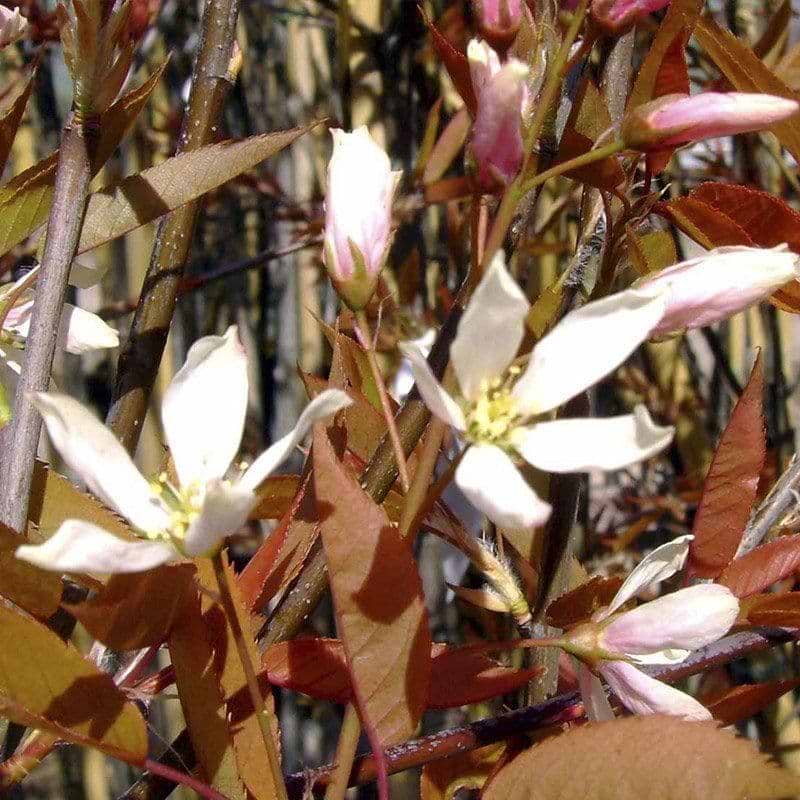 Bærmispel (Amelanchier arborea 'Robin Hill') - Flere varianter
