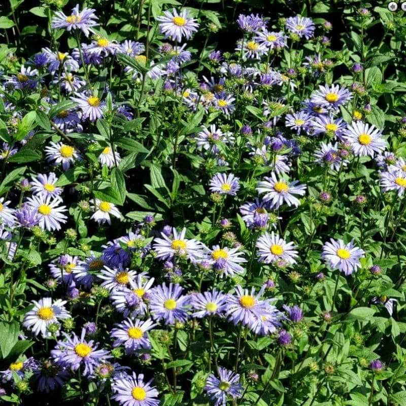 Pudeasters (Aster dumosus 'Lady in Blue')