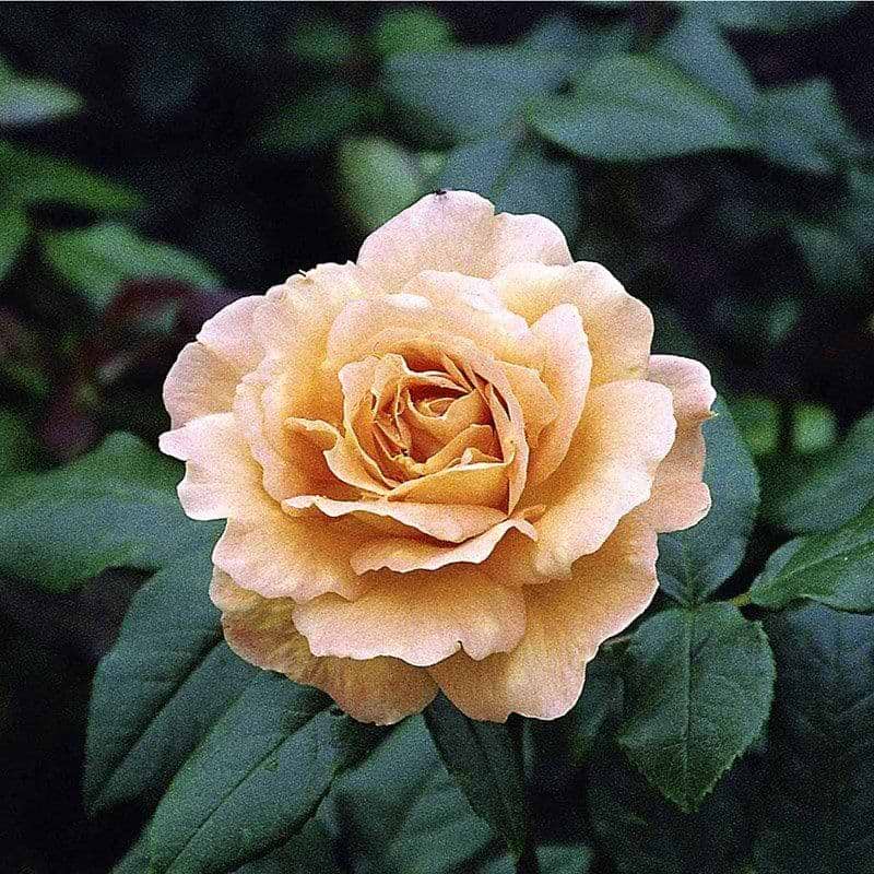 Bernstein rose i blomst