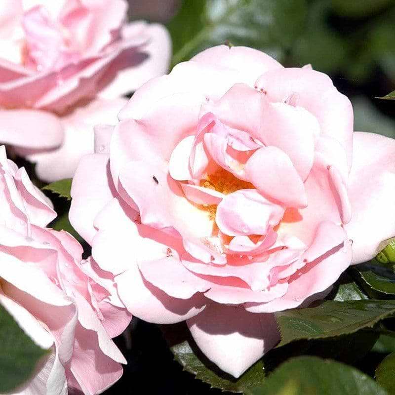 Astrid lindgren rose