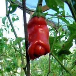 Chiliplante 'Chili penis' - Økologisk