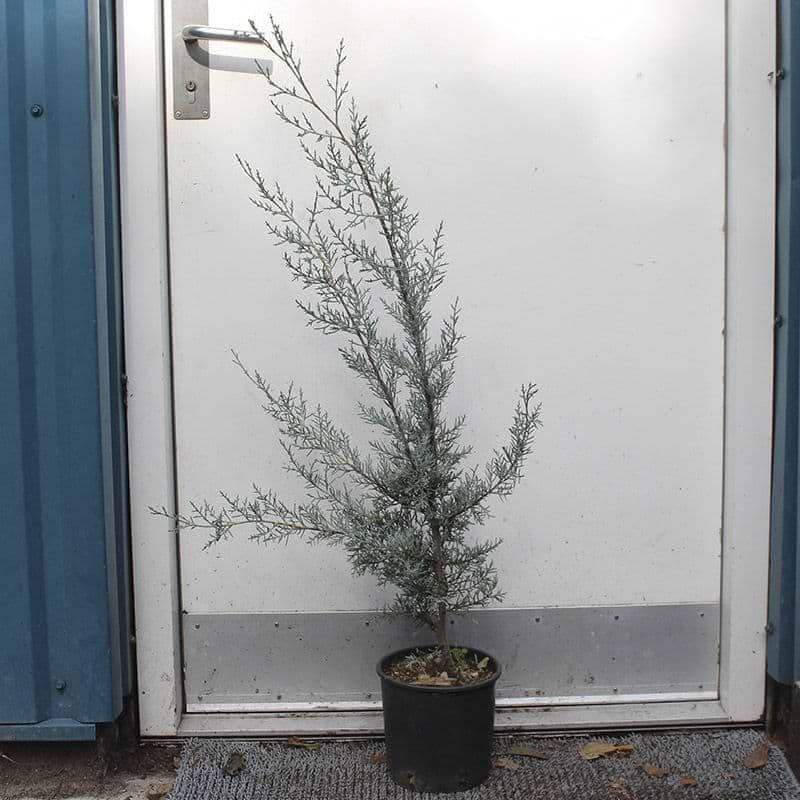 Cypressus arizonica