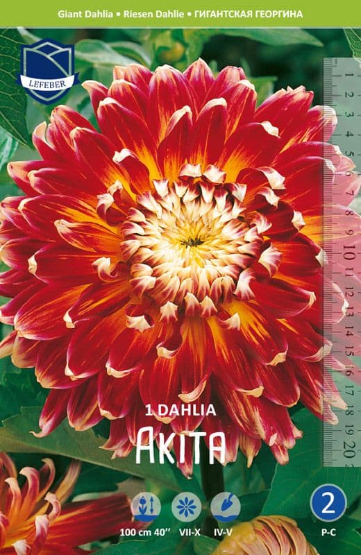 Gigant Dalia 'Akita' (blomsterløg)