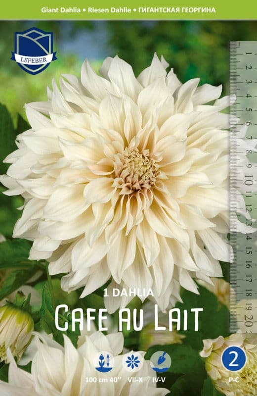 Gigant Dalia 'Cafe au lait' (blomsterløg)