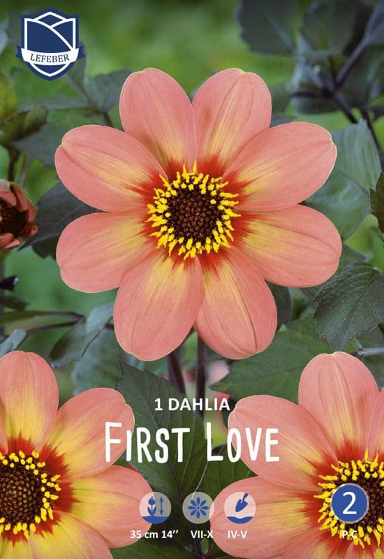 Enkeltblomstrende Dahlia 'First Love' abrikos pink