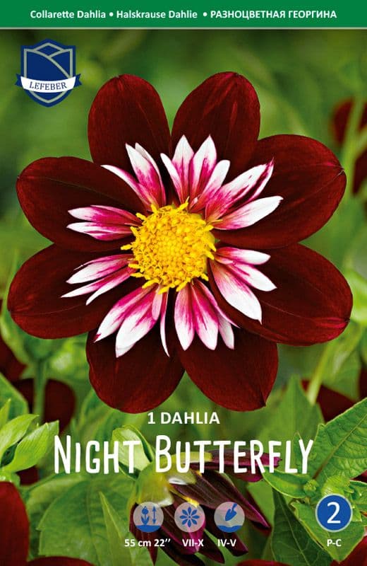 Shalia 'Night Butterfly' kontrast hvid mørkerød