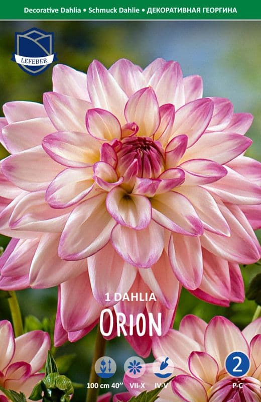 Dekorativ Dahlia Orion