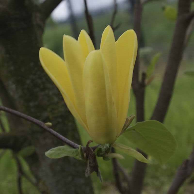 Magnolia Daphne blomst