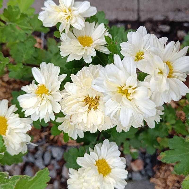 Chrysanthemum Dendranthema Poesie