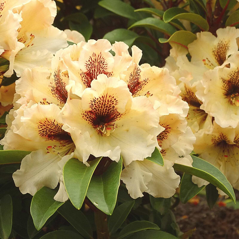 (Rhododendron 'Milk And Coffee')