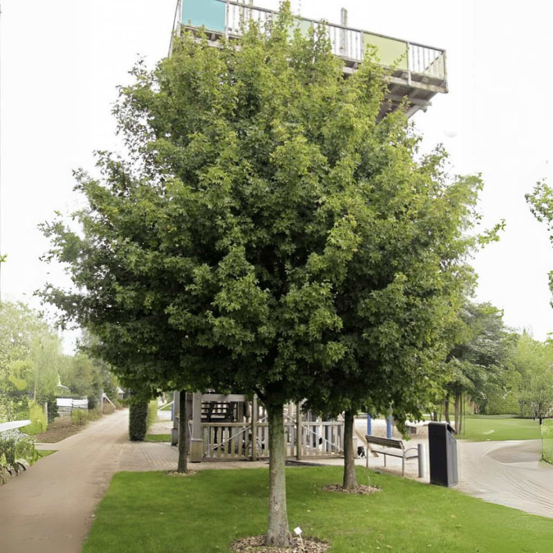 Navr (Acer campestre 'Elsrijk') 200-250 cm