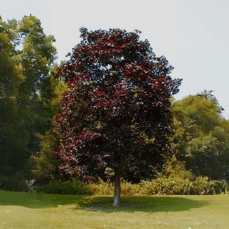 Spidsløn Rødbladet (Acer platanoides 'Royal Red') 350-400 cm - Stammeomkreds 10-12 cm
