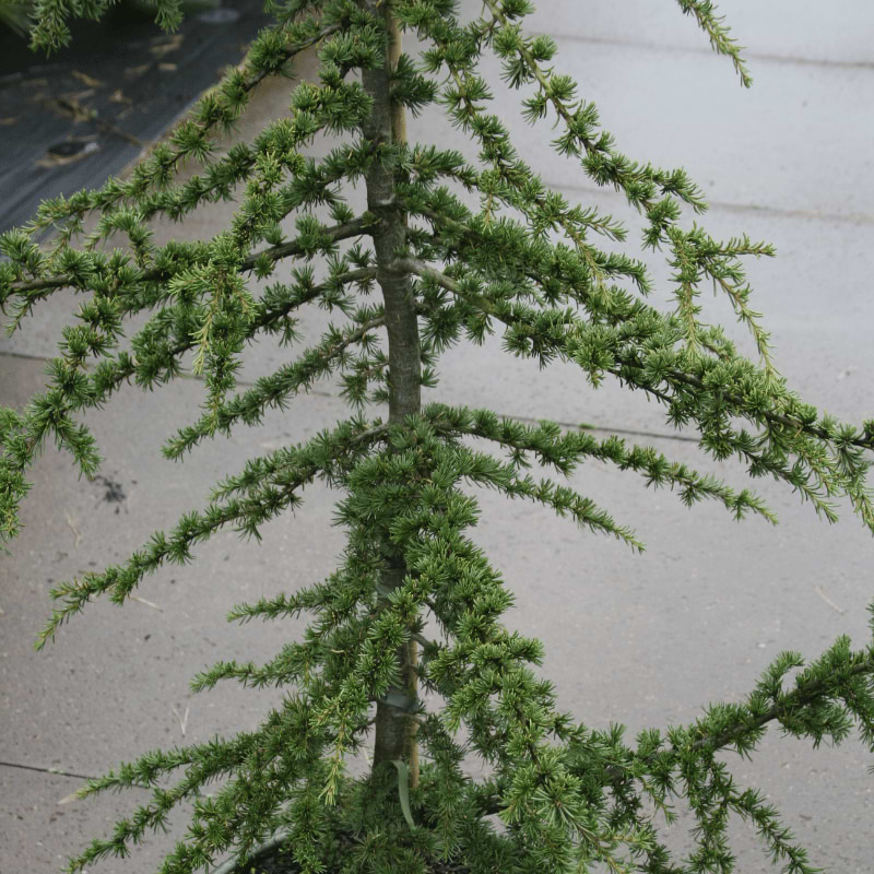 Cypriotisk Ceder (Cedrus brevifolia 'Nana Epstein') 40-60 cm