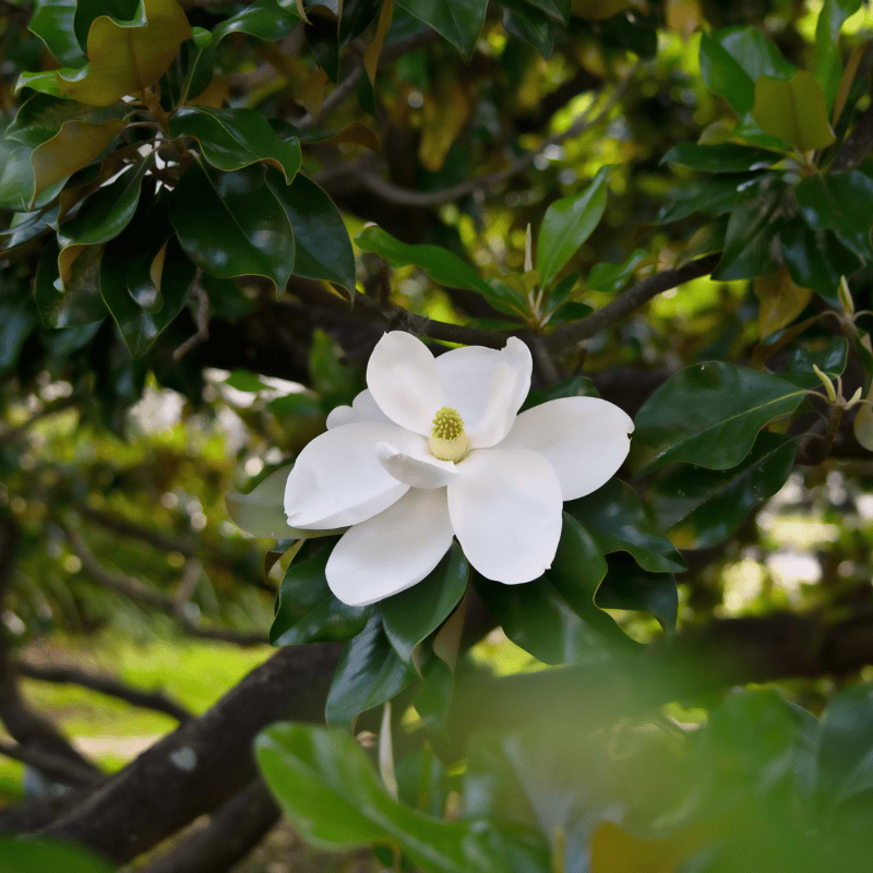 Magnolia stedsegrøn (Magnolia grandiflora) Flere varianter
