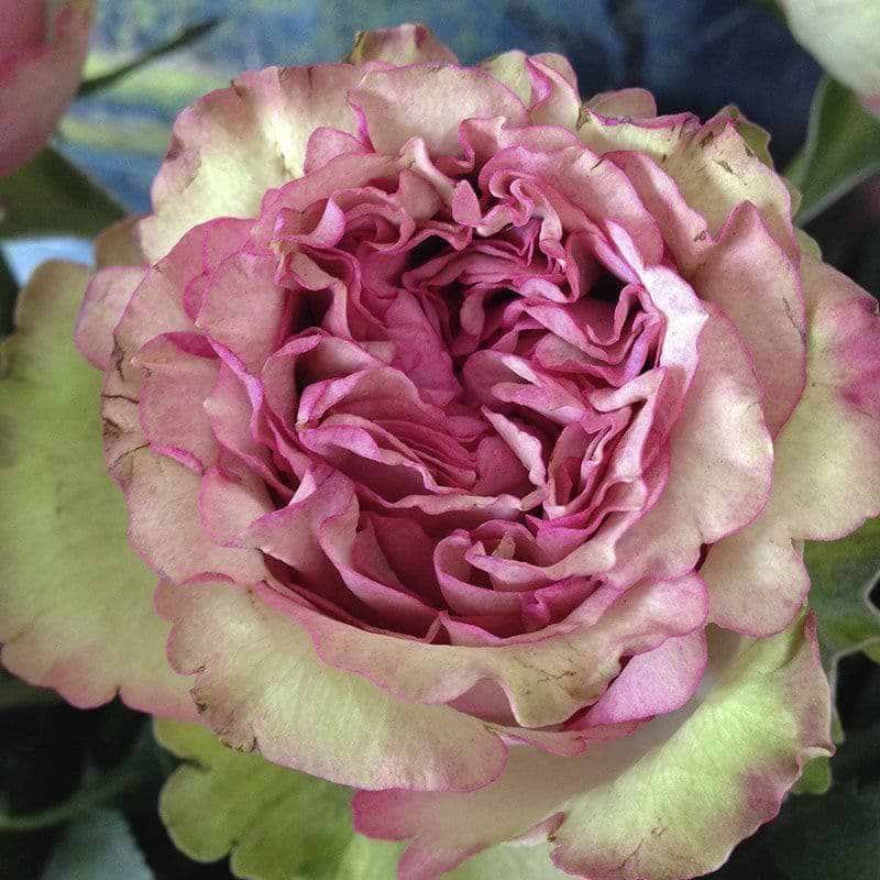 romantisk smuk rose