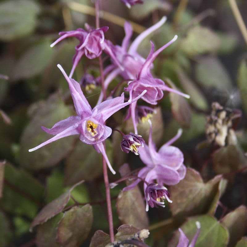 Bispehue Epimedium lilafee blomst