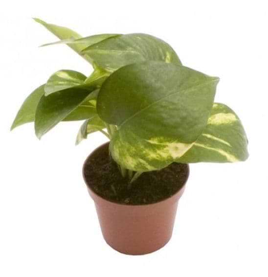 grøn mini plante