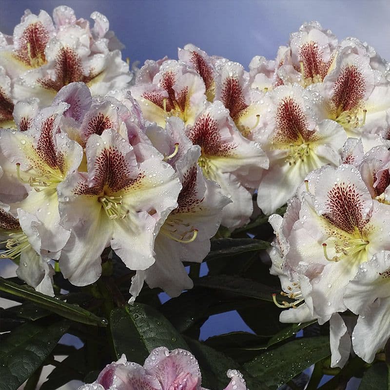 Rhododendron extraordinaire