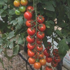 Tomatplante Cherrytomat 'Favorita´