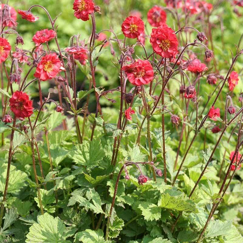 Geum rivaler Flames of passion